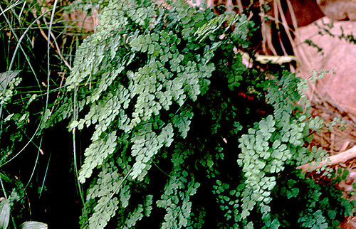 Adiantum capillus-veneris